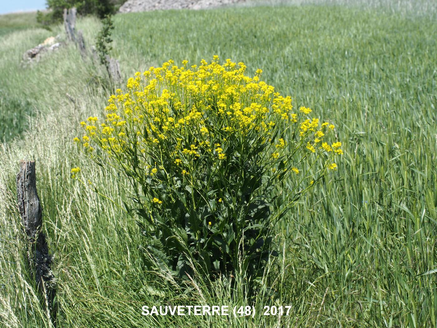 Corn Rocket, Eastern plant